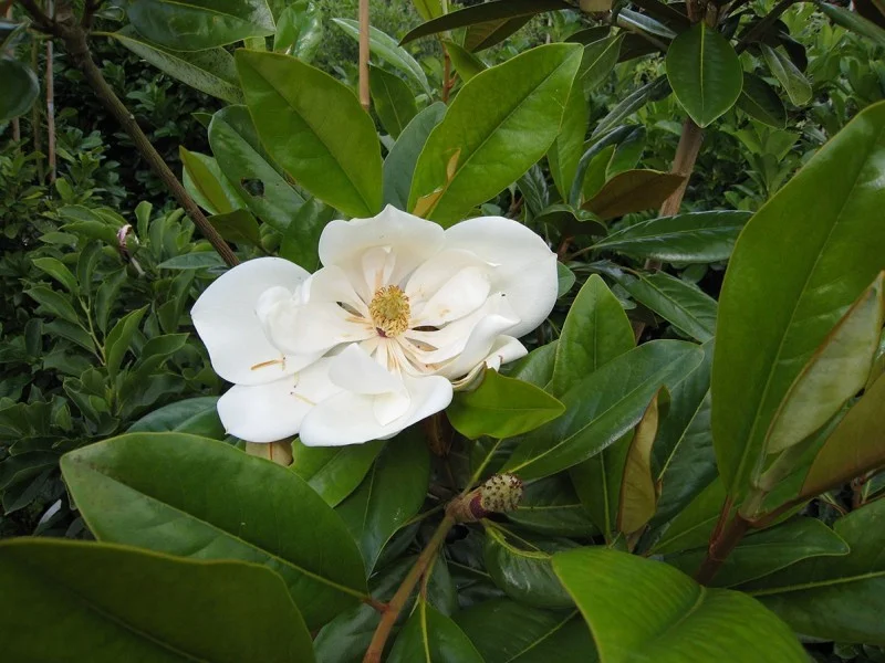 Magnolia Grandiflora meerstammig/beveerd (Beverboom)-8