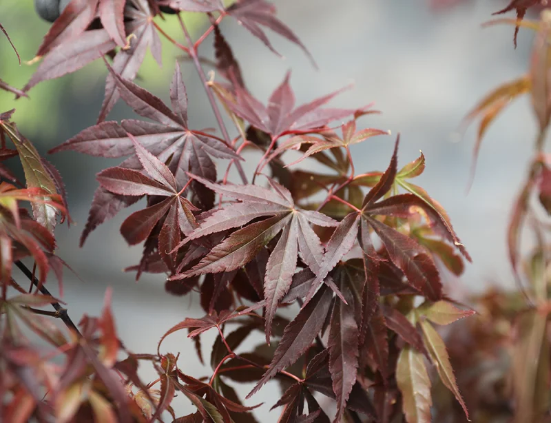 Acer Palmatum Skeeters Broom (Japanse Esdoorn)-1