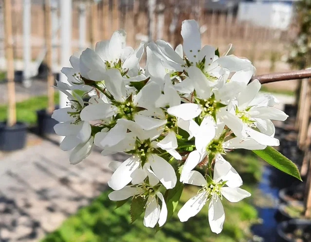 Amelanchier laevis Ballerina (Krentenstruik)
