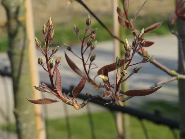 Amelanchier laevis Ballerina (Krentenstruik)