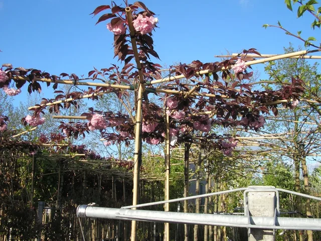 Prunus Cerasifera Nigra Dachform (Blutpflaume)