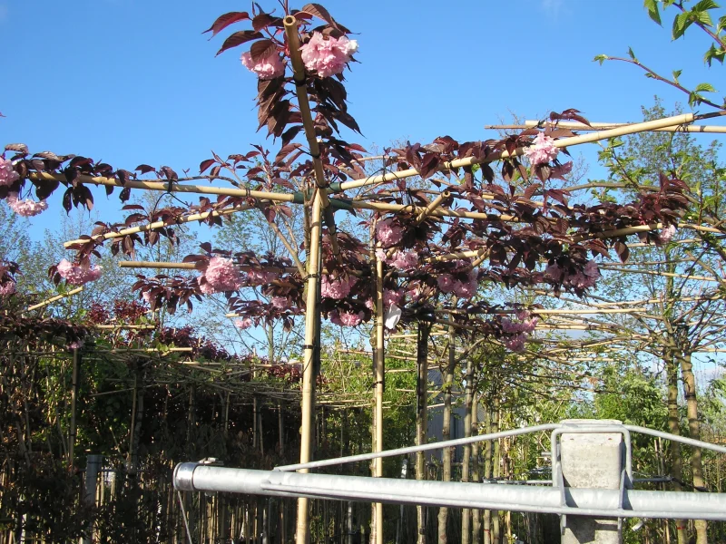 Prunus Cerasifera Nigra dakboom (Daksierpruim)