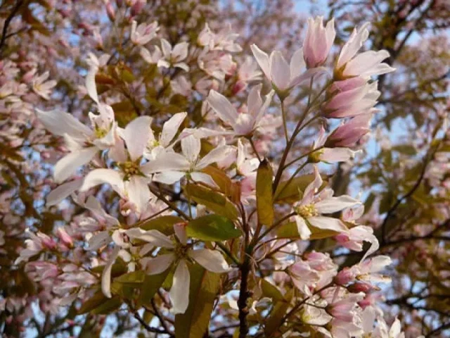 Amelanchier Arborea Robin Hill (Krentenstruik)