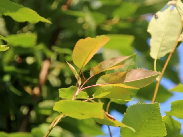 Amelanchier Arborea Robin Hill (Krentenstruik)
