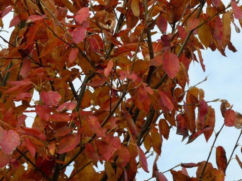 Amelanchier Arborea Robin Hill (Krentenstruik)-3