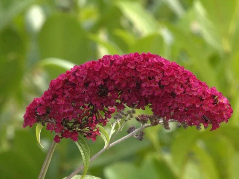 Buddleja Davidii Royal Red (Vlinderstruik)-1