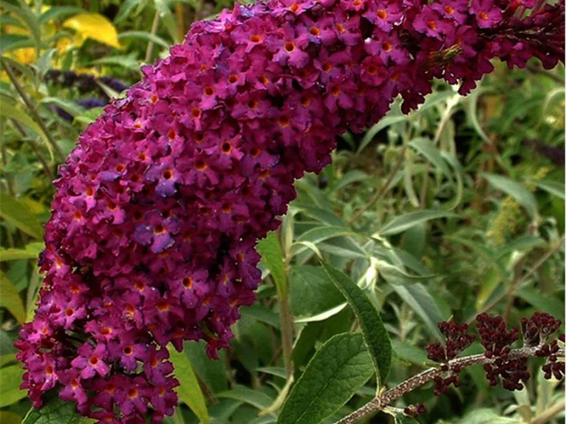 Buddleja Davidii Royal Red (Vlinderstruik)