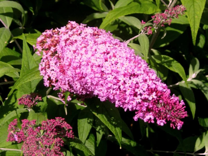 Buddleja Davidii Pink Delight (Vlinderstruik)-1