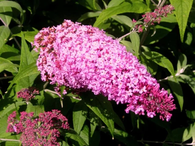 Buddleja Davidii Pink Delight (Vlinderstruik) Buddleja Davidii Pink Delight (Vlinderstruik)