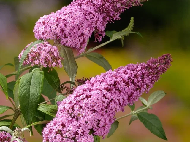 Buddleja Davidii Pink Delight (Vlinderstruik) Buddleja Davidii Pink Delight (Vlinderstruik)