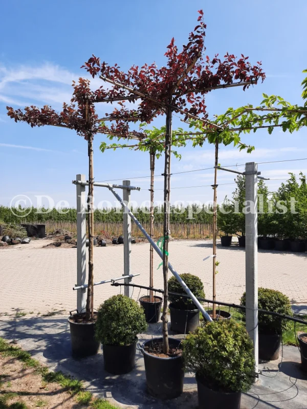 Prunus Cerasifera Nigra dakboom (Daksierpruim)-3