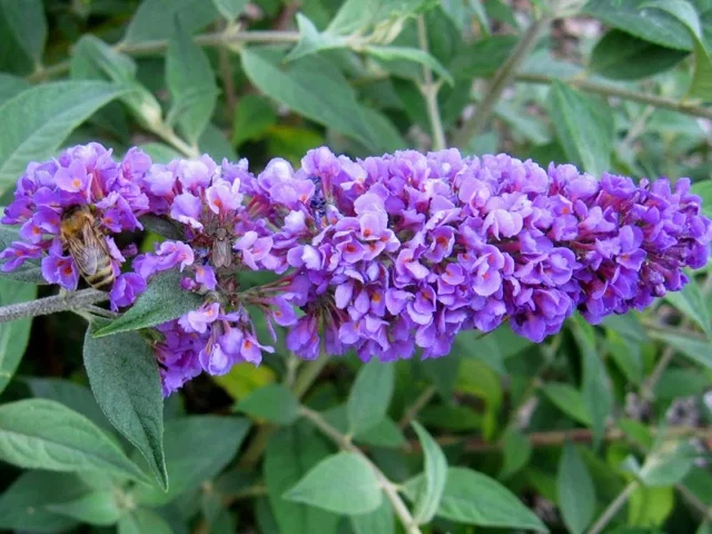 Buddleja Davidii Blue Chip (Vlinderstruik) Buddleja Davidii Blue Chip (Vlinderstruik)