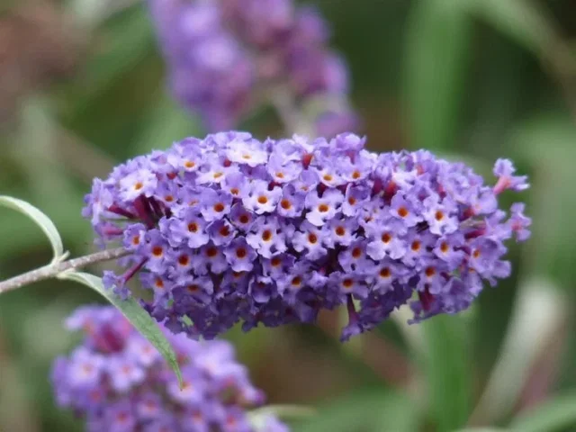 Buddleja Davidii Blue Chip (Vlinderstruik) Buddleja Davidii Blue Chip (Vlinderstruik)