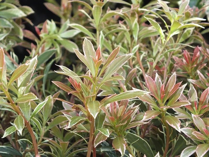 Pieris Japonica Little Heath (Rotsheide)