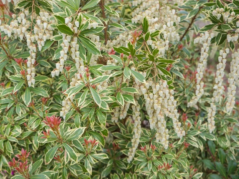 Pieris Japonica Little Heath (Rotsheide)