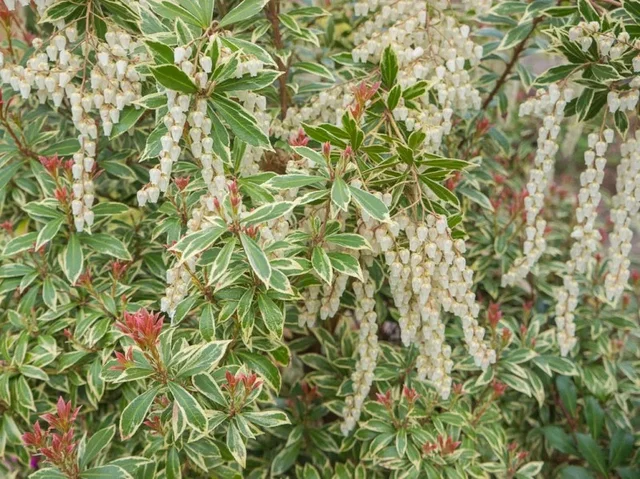 Pieris Japonica Little Heath (Lavendelheide) Pieris Japonica Little Heath (Lavendelheide)