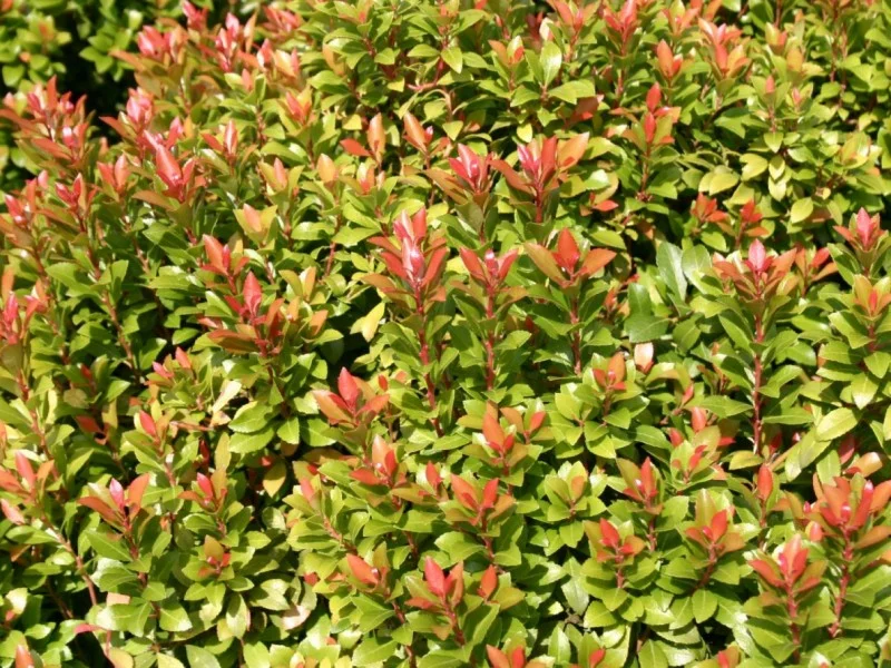 Pieris Japonica Little Heath Green (Rotsheide)-1