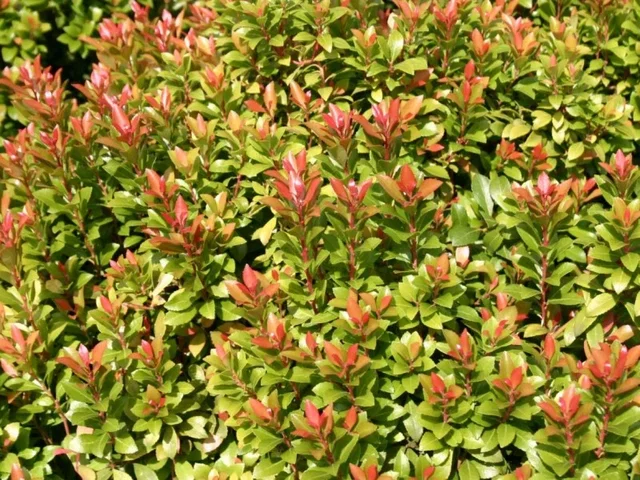 Pieris Japonica Little Heath Green (Lavendelheide) Pieris Japonica Little Heath Green (Lavendelheide)