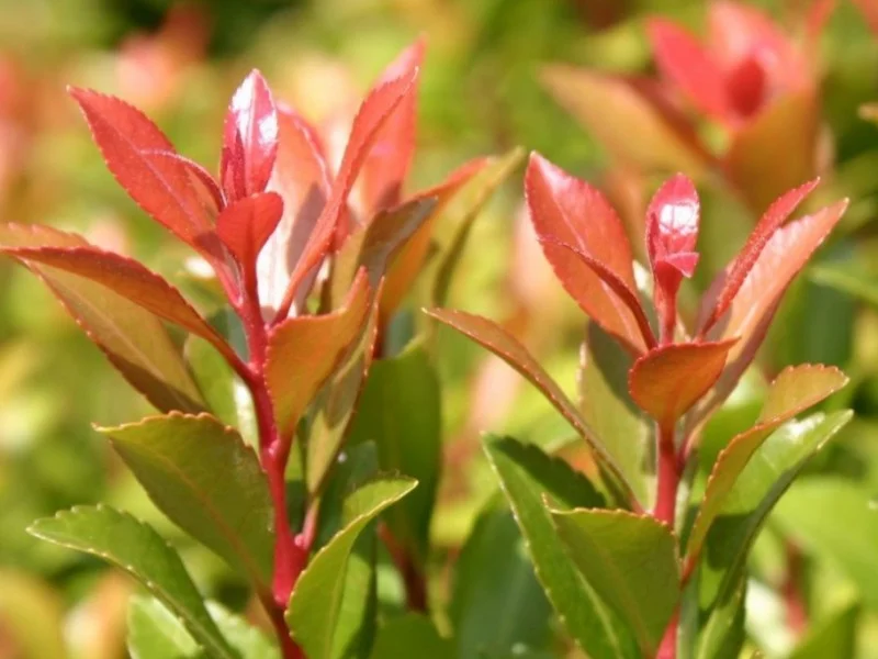 Pieris Japonica Little Heath Green (Rotsheide)