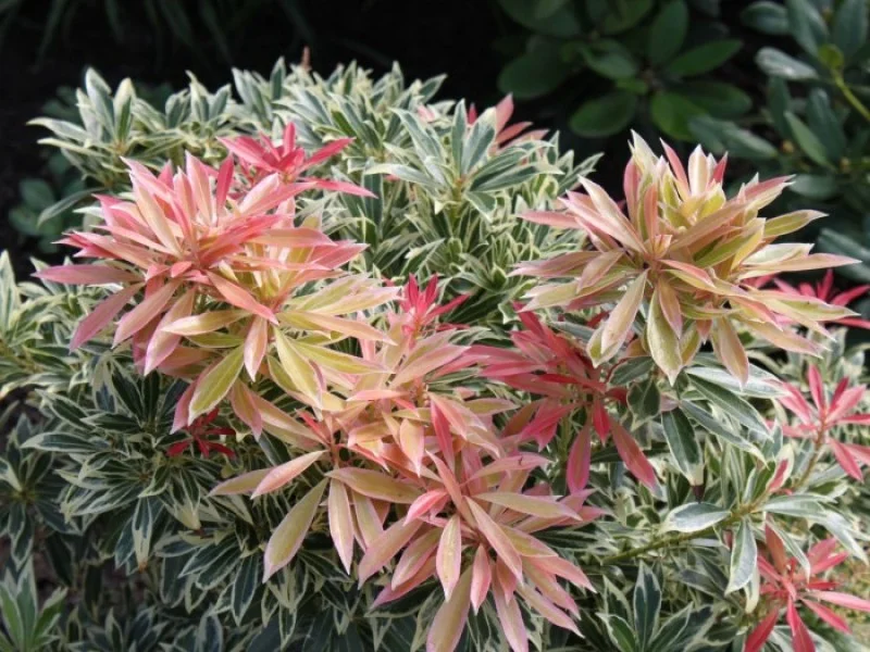 Pieris Japonica Carnaval (Rotsheide)
