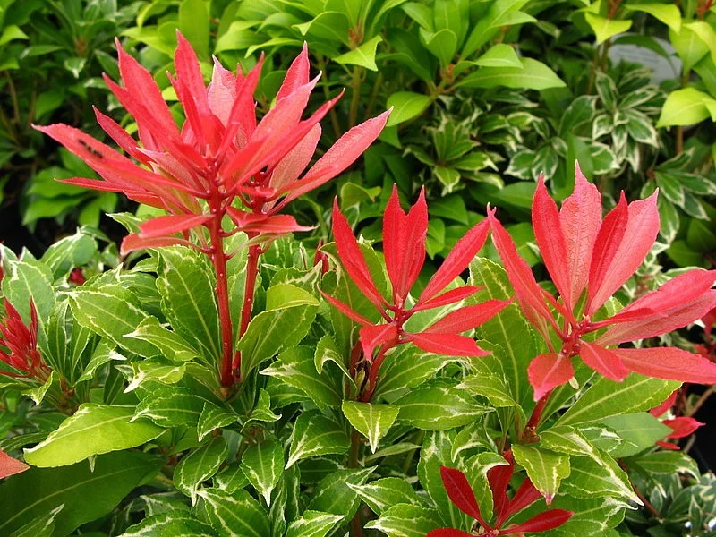 Pieris Japonica Carnaval (Rotsheide)