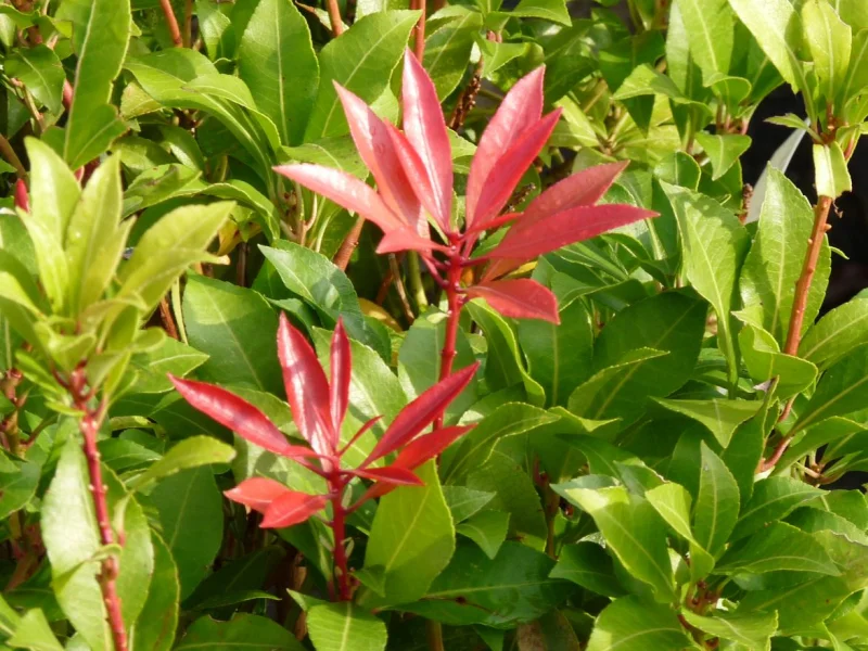 Pieris Japonica Mountain Fire (Rotsheide)-1