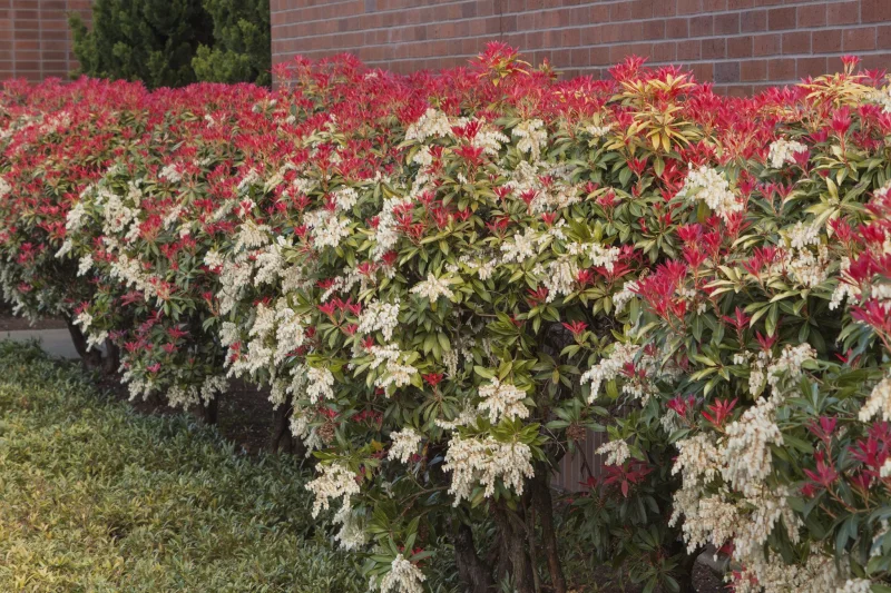 Pieris Japonica Mountain Fire (Rotsheide)-2