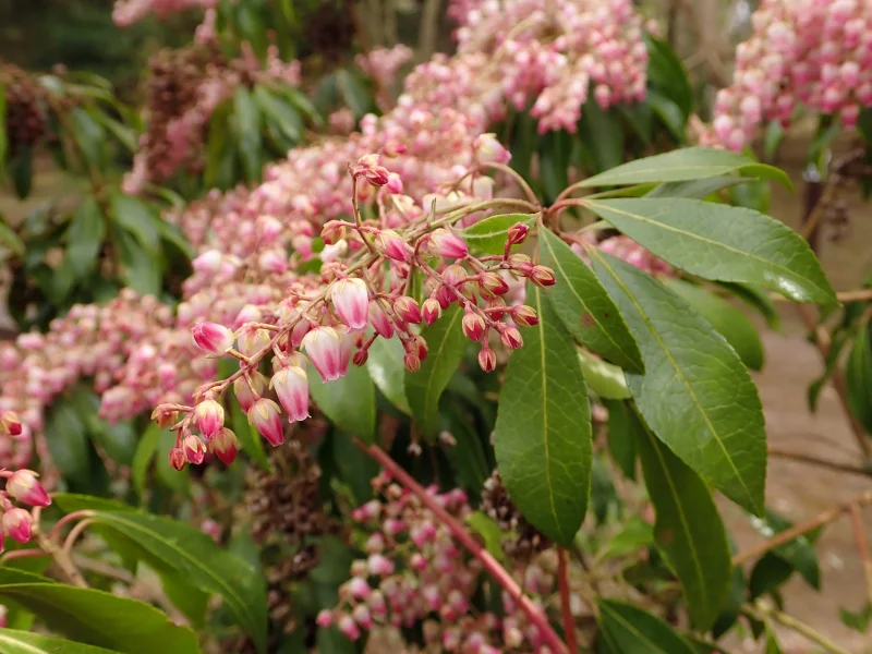 Pieris Japonica Valley Rose (Rotsheide)-1
