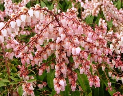 Pieris Japonica Valley Rose (Rotsheide)