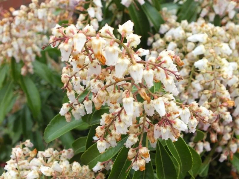 Pieris Japonica Valley Rose (Rotsheide)-3