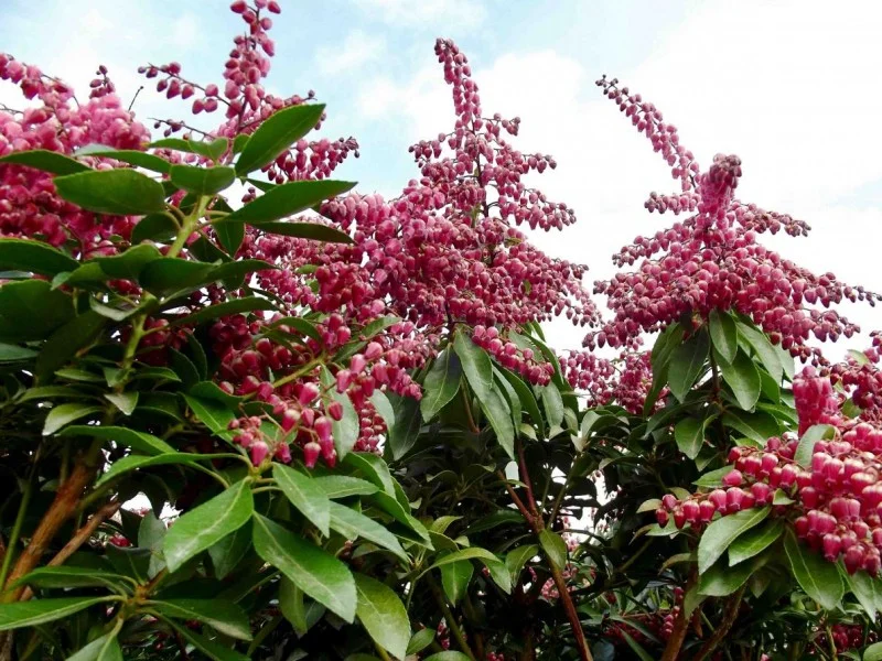 Pieris Japonica Valley Valentine (Rotsheide)