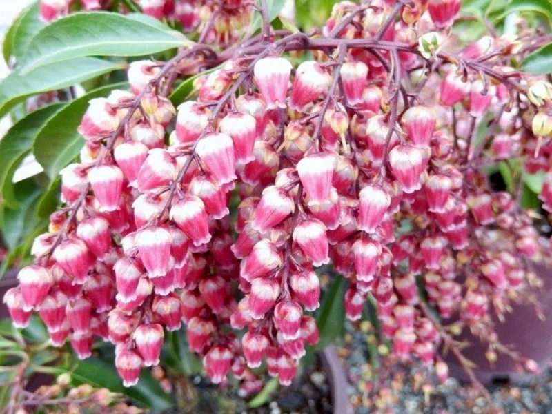 Pieris Japonica Valley Valentine (Rotsheide)