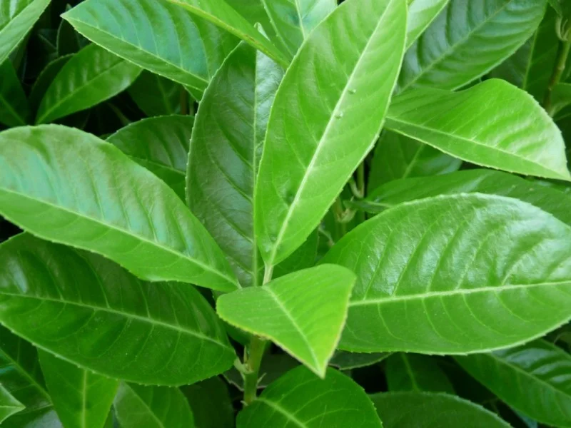 Prunus Laurier Novita (Laurierstruik)-2