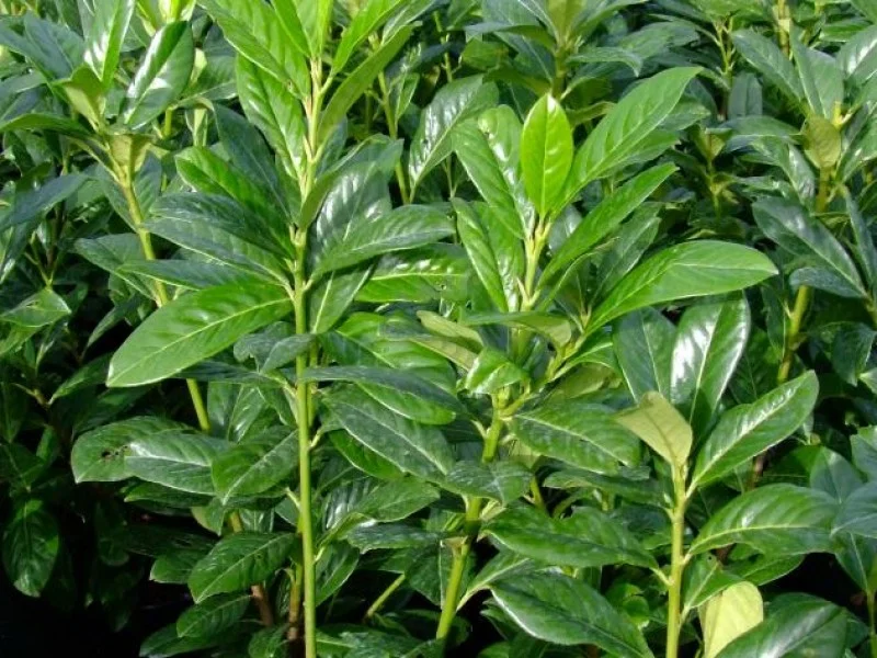 Prunus Laurier Novita (Laurierstruik)-3
