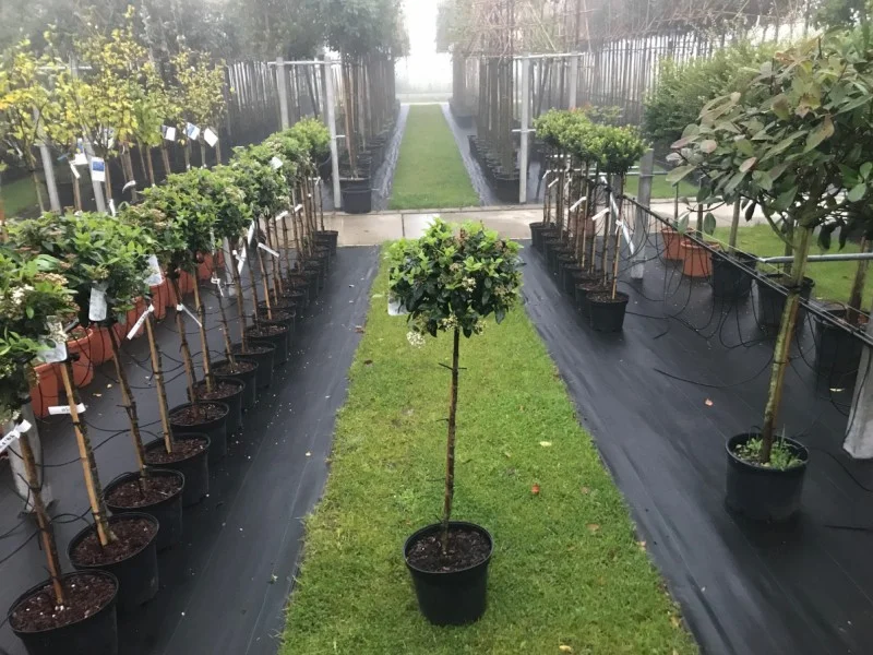 Viburnum Tinus Halfstam (Sneeuwbal)