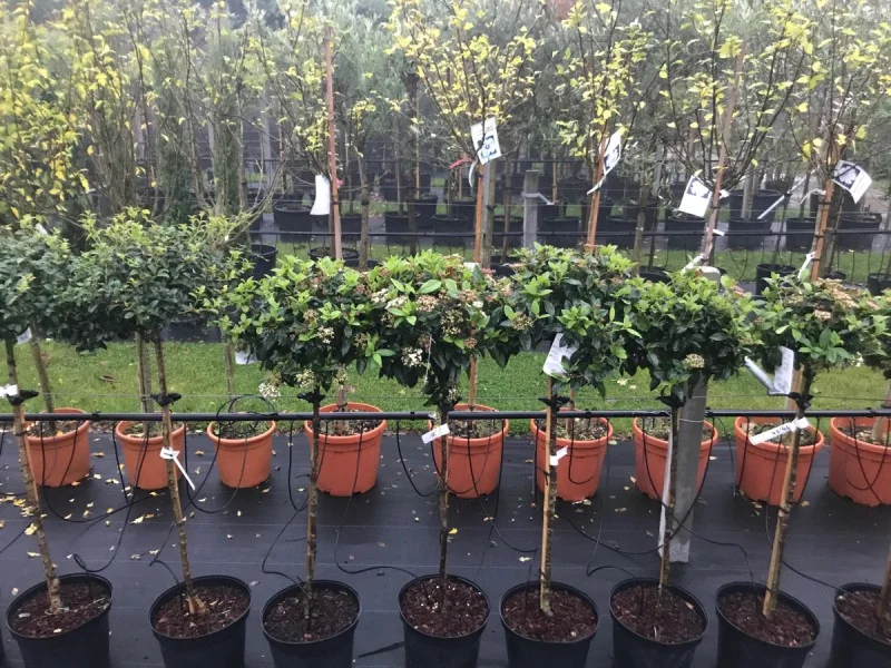 Viburnum Tinus Halfstam (Sneeuwbal)-2