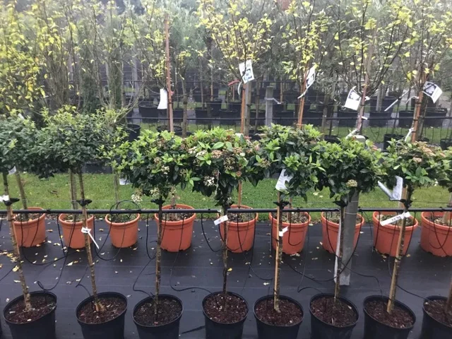 Viburnum Tinus Halbstamm (Schneeball)
