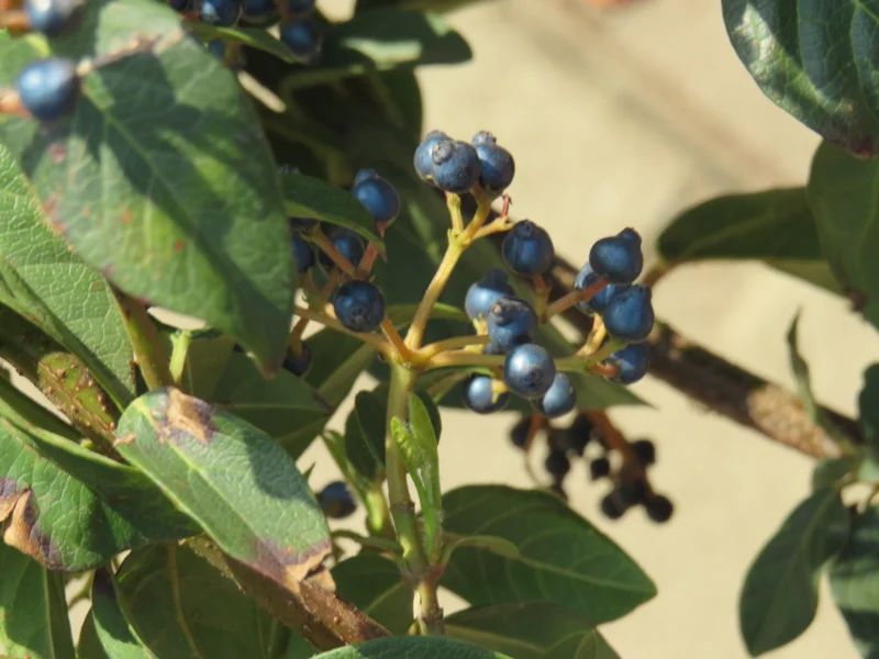 Viburnum Tinus Halfstam (Sneeuwbal)-3