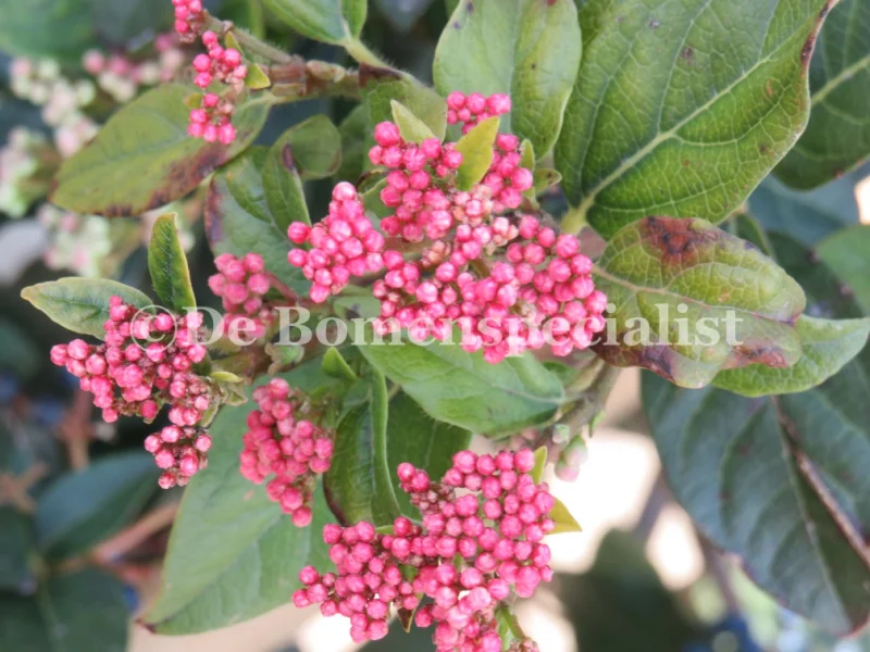 Viburnum Tinus Halfstam (Sneeuwbal)-4