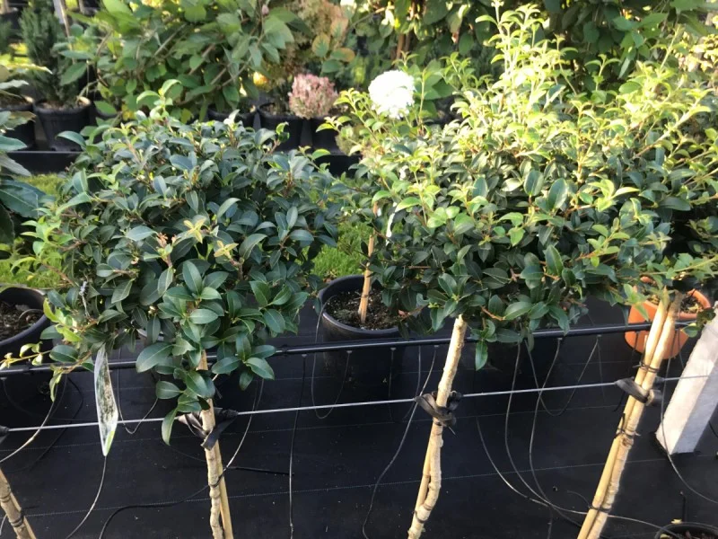 Osmanthus x Burkwoodii Halfstam (Schijnhulst)