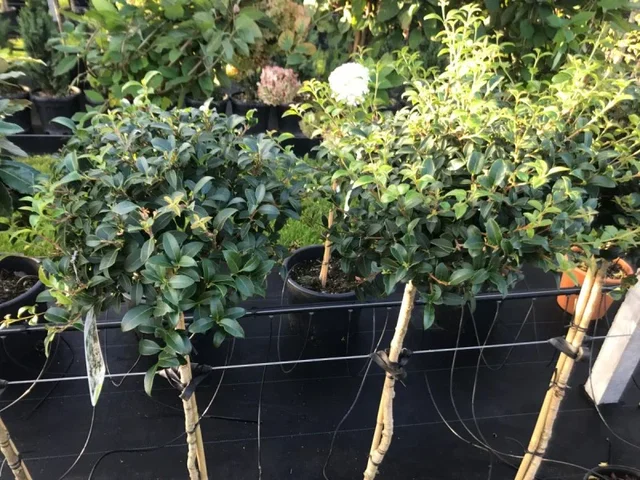 Osmanthus x Burkwoodii Halbstamm (Frühlingsduftblüte) Osmanthus x Burkwoodii Halbstamm (Frühlingsduftblüte)