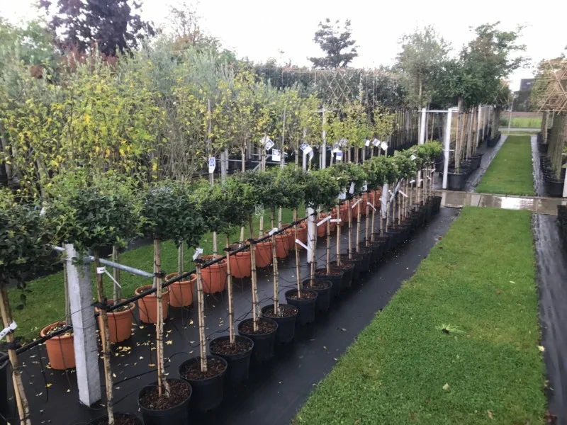 Osmanthus x Burkwoodii Halfstam (Schijnhulst)-2