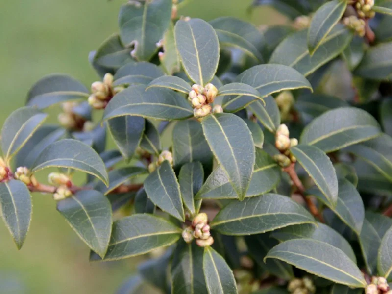 Osmanthus x Burkwoodii Halfstam (Schijnhulst)-3