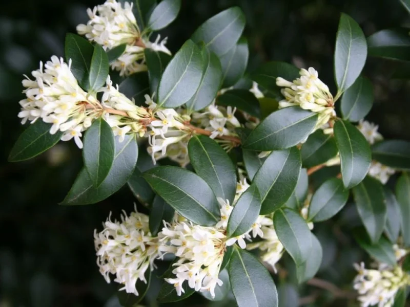 Osmanthus x Burkwoodii Halfstam (Schijnhulst)-4