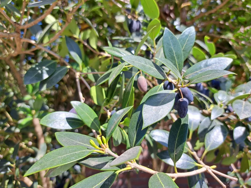 Osmanthus x Burkwoodii Halfstam (Schijnhulst)-5