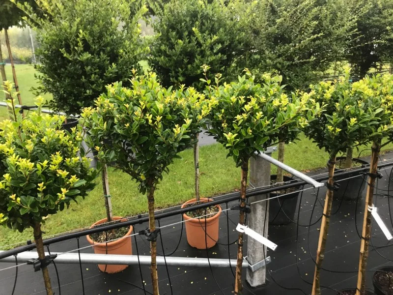 Ilex Maximowicziana Kanehirae Halfstam (Hulst)