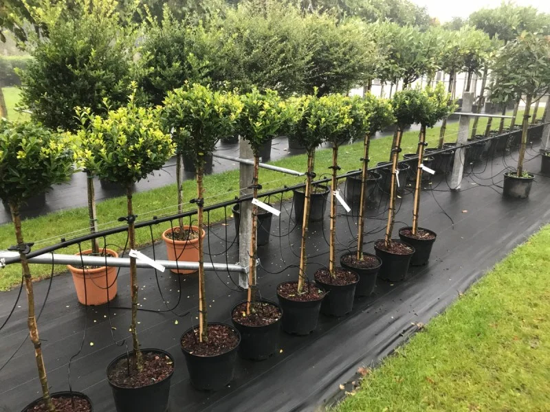 Ilex Maximowicziana Kanehirae Halfstam (Hulst)