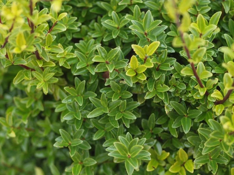 Ilex Maximowicziana Kanehirae Halfstam (Hulst)-3