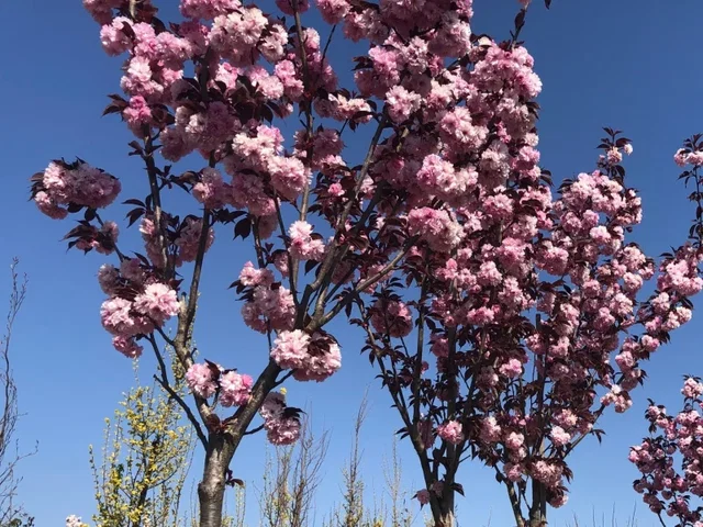 Prunus Serrulata Royal Burgundy Halbstamm (Japanische Blütenkirsche)