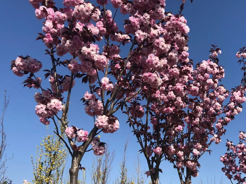 Prunus s. Royal Burgundy Halfstam (Japanse Sierkers)